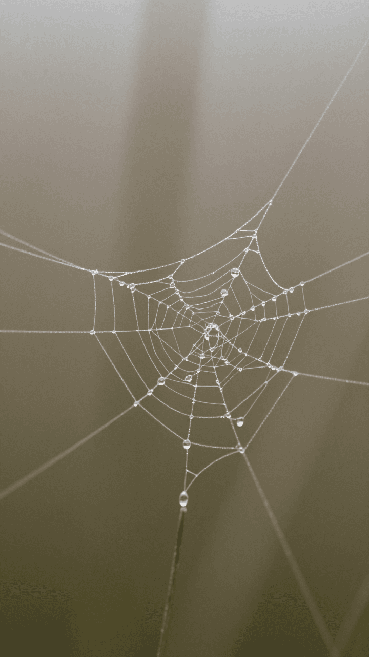 아침 이슬이 맺힌 거미줄의 초근접 매크로 사진